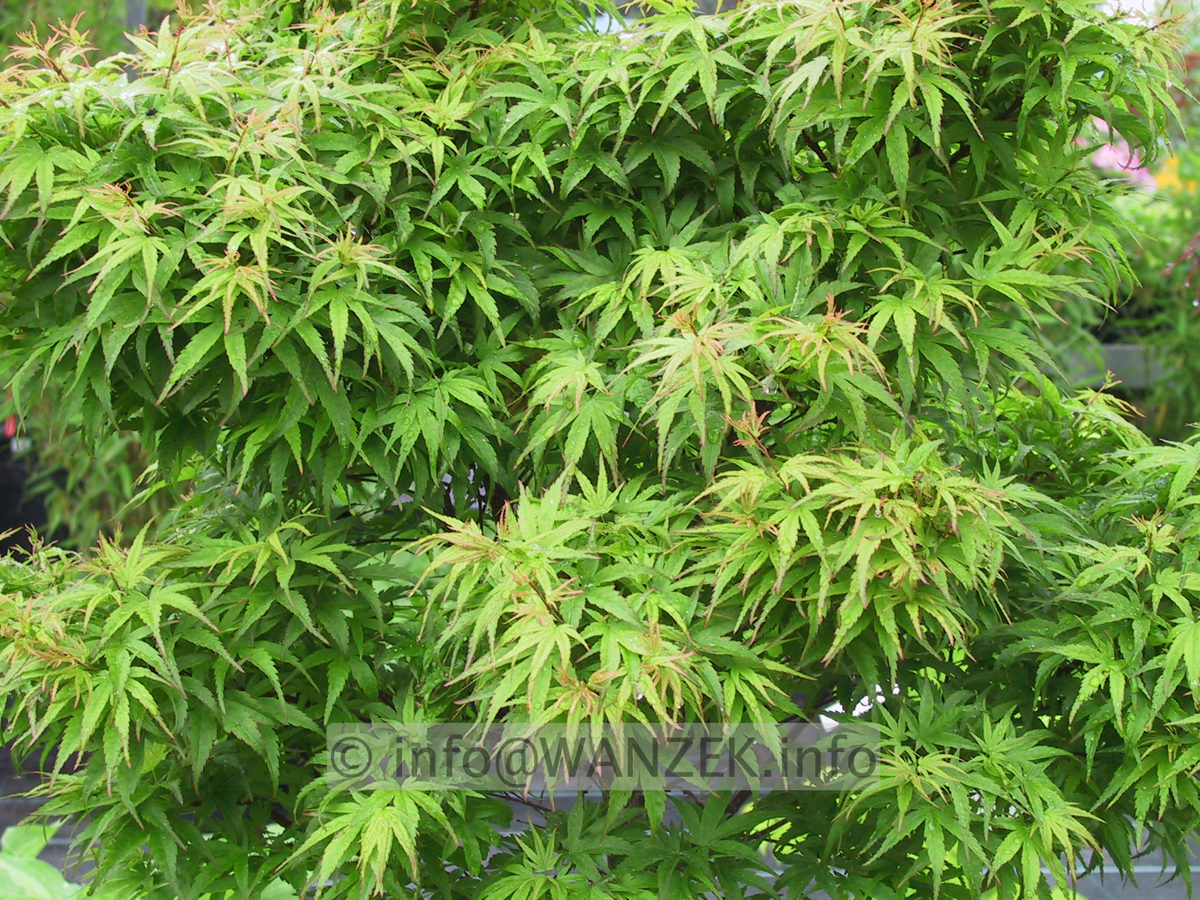 Acer palmatum Sharps Pygmy.JPG